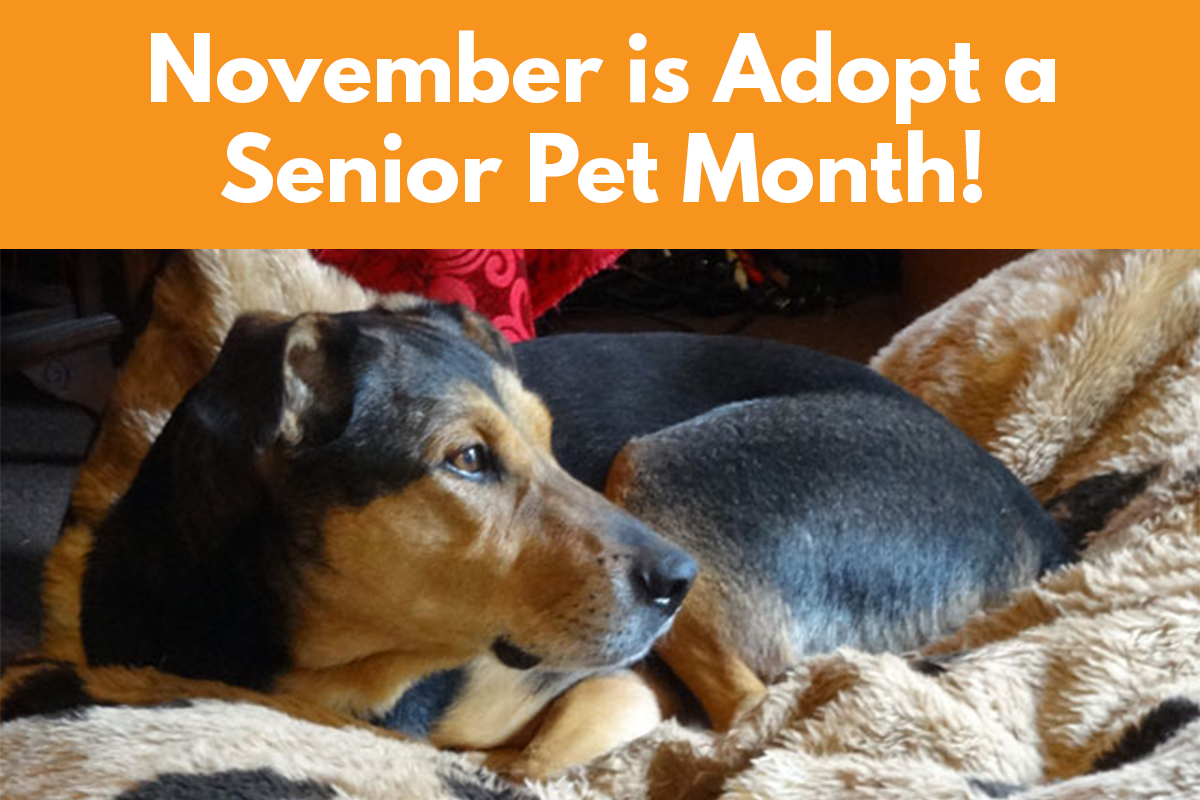 November is Adopt a Senior Pet Month! EmpowerLA