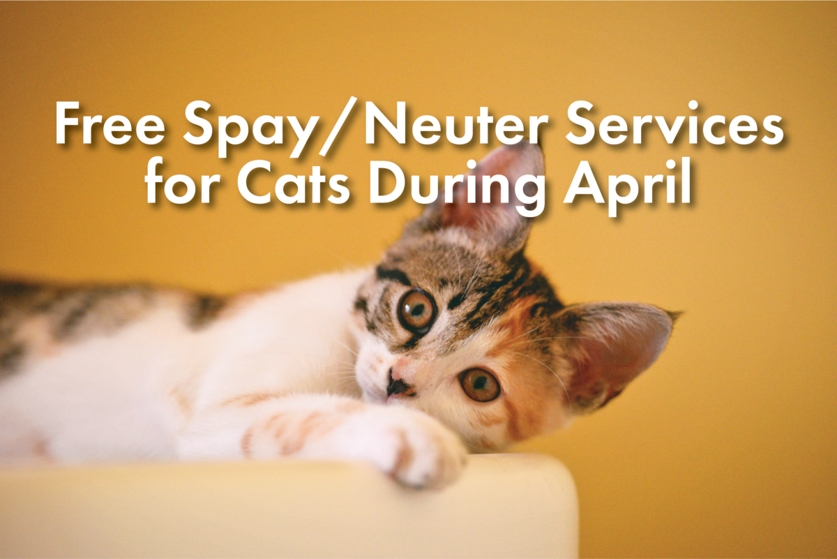 Free Spay/Neuter Services for Cats During April! EmpowerLA