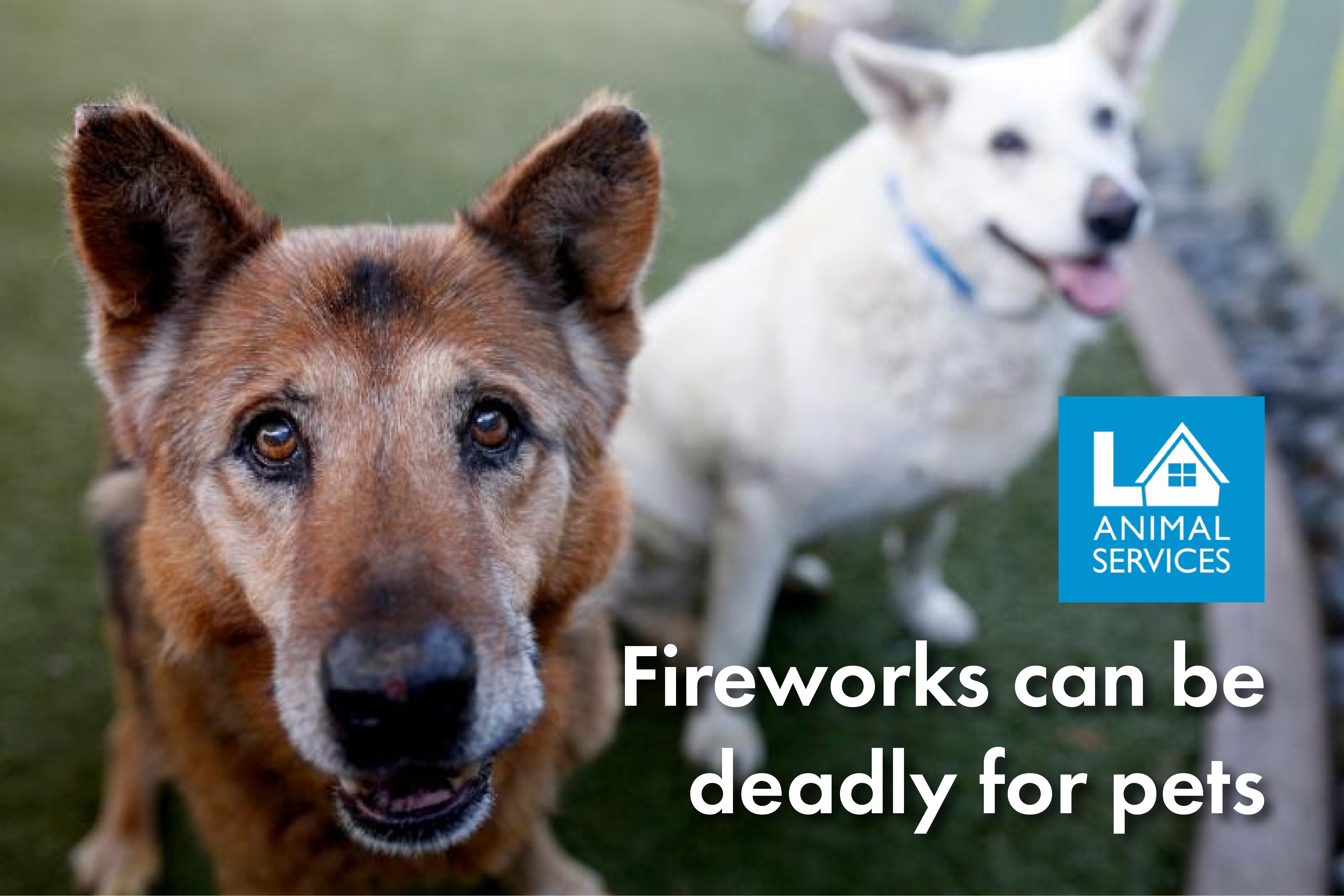 Fireworks can be deadly for pets